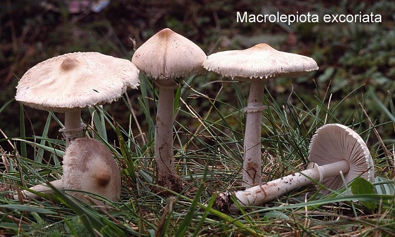 Macrolepiota excoriata-amf1201-1.jpg - Macrolepiota excoriata